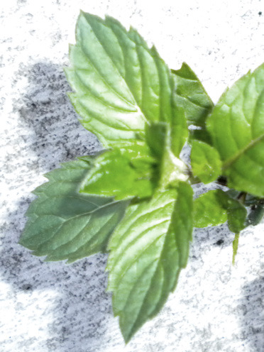 Pfefferminze (&copy; Great Lengths)