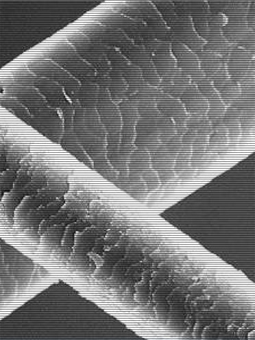 Remi Haar (&copy; Great Lengths)