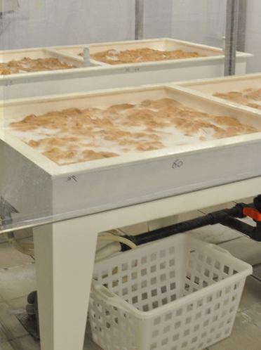 Nach der De-Pigmentierung ist das Haar eierschalenfärbig, jetzt kann beinahe jede Farbe ins Haar gebracht werden.